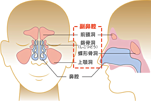 鼻 はな の病気 診療案内 じんのうち耳鼻咽喉科 福岡県那珂川市 旧 筑紫郡那珂川町